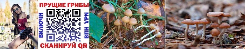 darknet какой сайт  OMG ONION  Починок  купить наркотик  Галлюциногенные грибы Psilocybe 